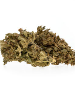 Gelato