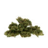 Sweet Amnesia